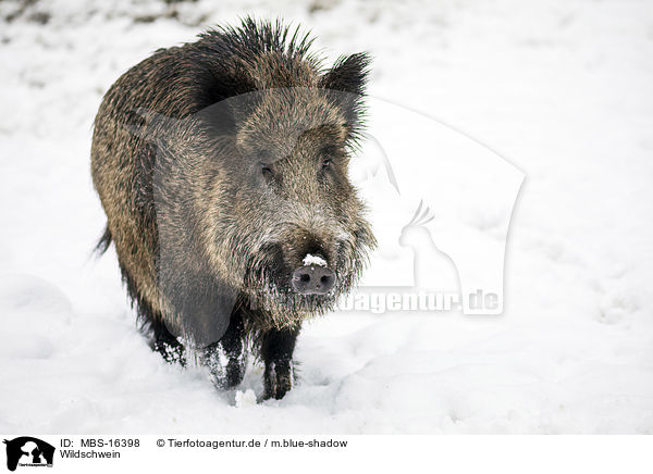 Wildschwein / MBS-16398