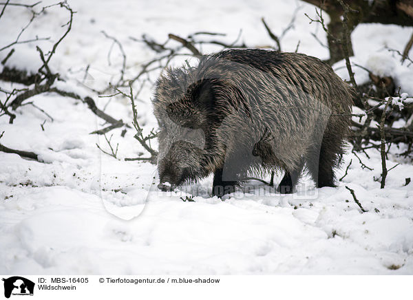 Wildschwein / MBS-16405