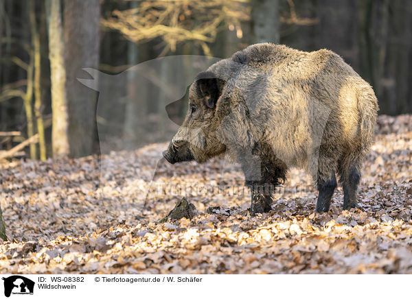 Wildschwein / wild boar / WS-08382