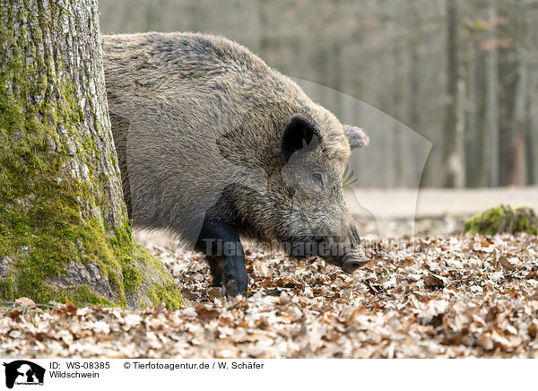 Wildschwein / wild boar / WS-08385