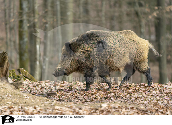 Wildschwein / wild boar / WS-08388