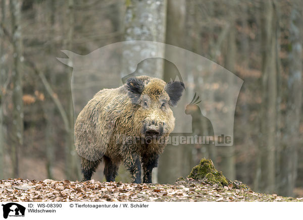 Wildschwein / wild boar / WS-08390