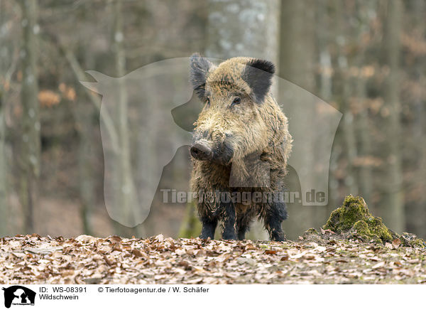Wildschwein / wild boar / WS-08391