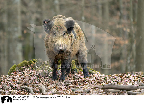 Wildschwein / wild boar / WS-08393