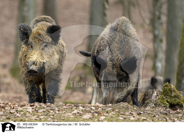 Wildschwein / wild boar / WS-08394