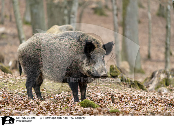 Wildschwein / wild boar / WS-08396
