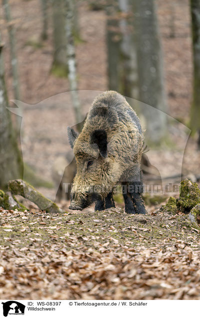 Wildschwein / wild boar / WS-08397