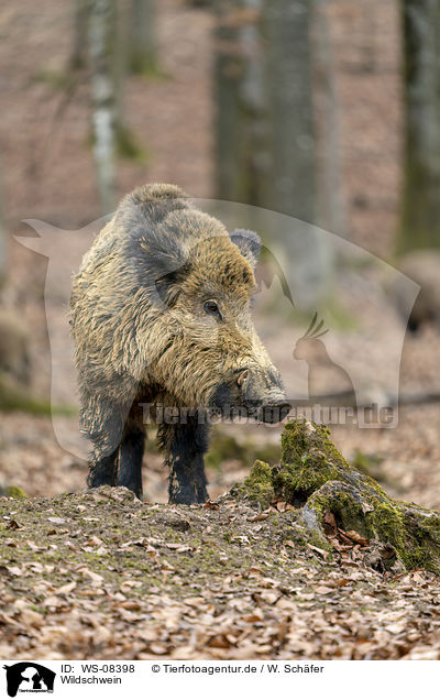 Wildschwein / wild boar / WS-08398