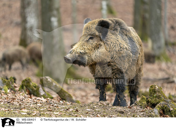 Wildschwein / wild boar / WS-08401