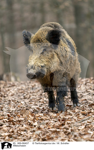 Wildschwein / wild boar / WS-08407