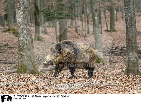Wildschwein / wild boar / WS-08409