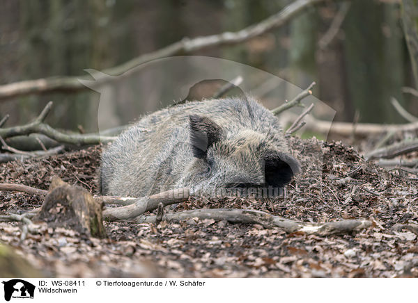 Wildschwein / wild boar / WS-08411