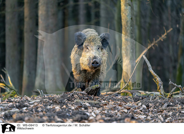 Wildschwein / wild boar / WS-08413