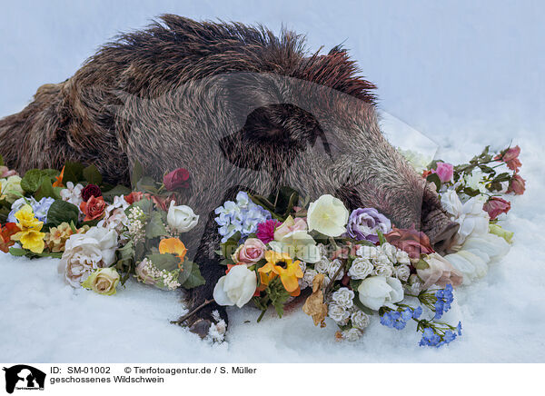 geschossenes Wildschwein / shot wild boar / SM-01002