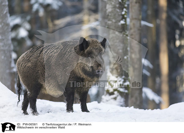 Wildschwein im verschneiten Wald / Wild Boar in the snowy forest / PW-06581