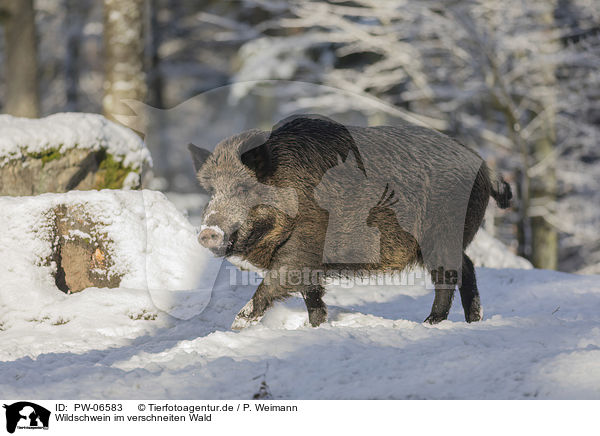 Wildschwein im verschneiten Wald / Wild Boar in the snowy forest / PW-06583