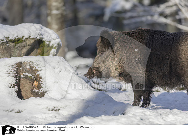 Wildschwein im verschneiten Wald / Wild Boar in the snowy forest / PW-06591