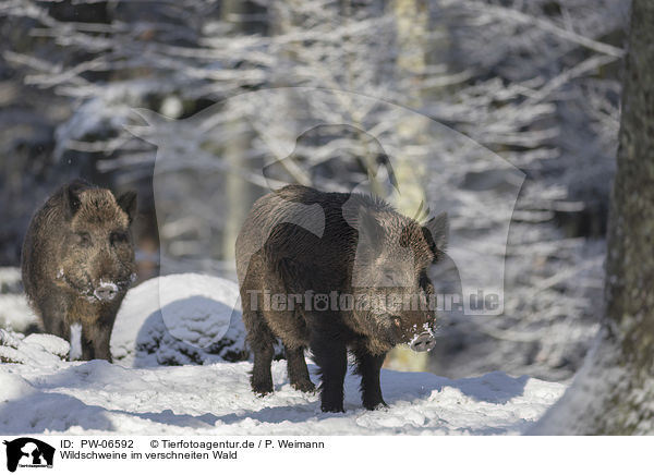Wildschweine im verschneiten Wald / Wild Boars in the snowy forest / PW-06592