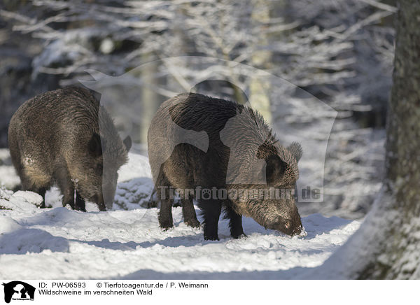 Wildschweine im verschneiten Wald / Wild Boars in the snowy forest / PW-06593