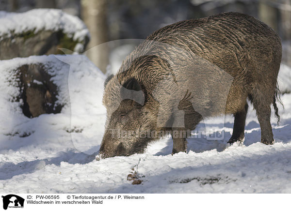 Wildschwein im verschneiten Wald / Wild Boar in the snowy forest / PW-06595