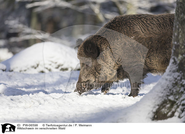 Wildschwein im verschneiten Wald / Wild Boar in the snowy forest / PW-06598