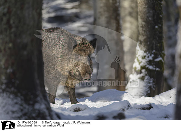 Wildschwein im verschneiten Wald / Wild Boar in the snowy forest / PW-06599