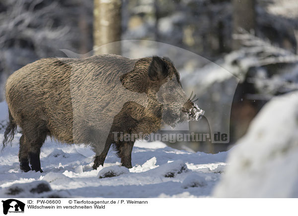 Wildschwein im verschneiten Wald / Wild Boar in the snowy forest / PW-06600