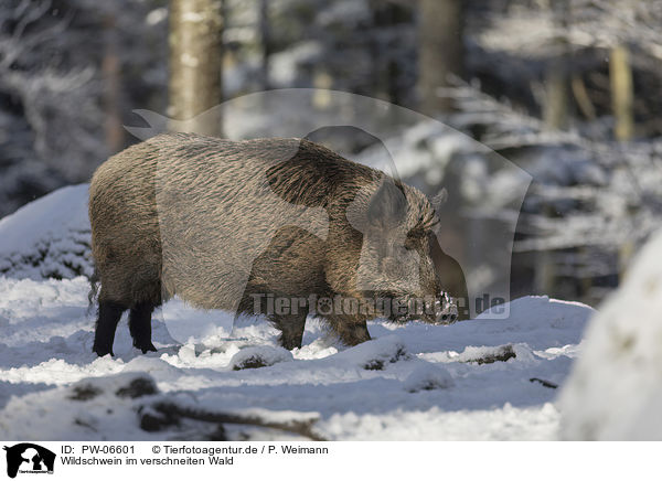Wildschwein im verschneiten Wald / Wild Boar in the snowy forest / PW-06601