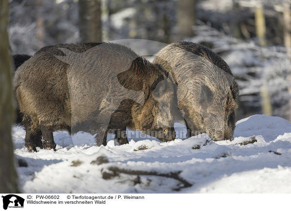 Wildschweine im verschneiten Wald / Wild Boars in the snowy forest / PW-06602