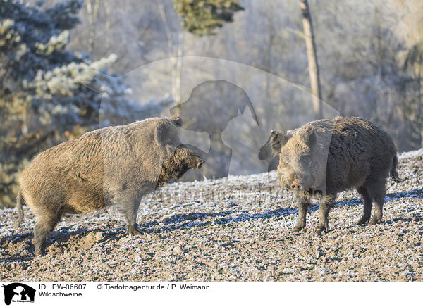 Wildschweine / wild boars / PW-06607