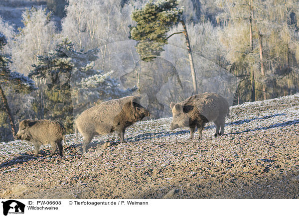 Wildschweine / wild boars / PW-06608