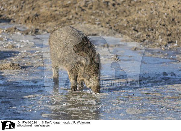 Wildschwein am Wasser / wild boar at the water / PW-06620