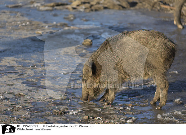Wildschwein am Wasser / wild boar at the water / PW-06621