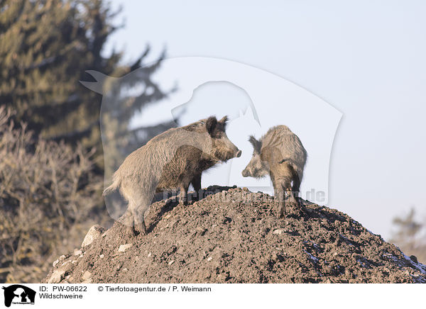 Wildschweine / wild boars / PW-06622