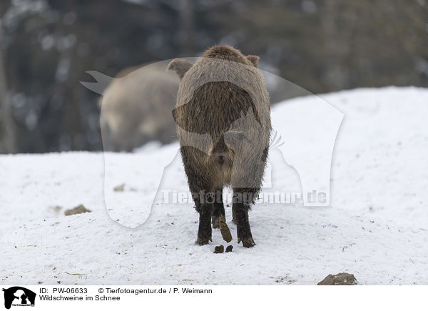 Wildschweine im Schnee / wild boars in the snow / PW-06633