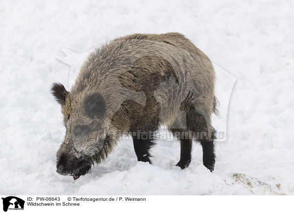 Wildschwein im Schnee / wild boar in the snow / PW-06643