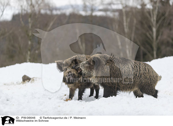 Wildschweine im Schnee / wild boars in the snow / PW-06646