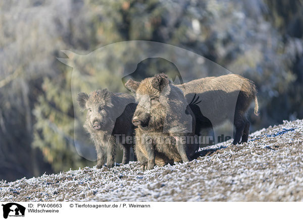Wildschweine / wild boars / PW-06663