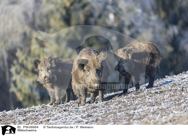 Wildschweine / wild boars / PW-06664