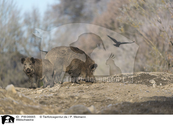 Wildschweine / wild boars / PW-06665