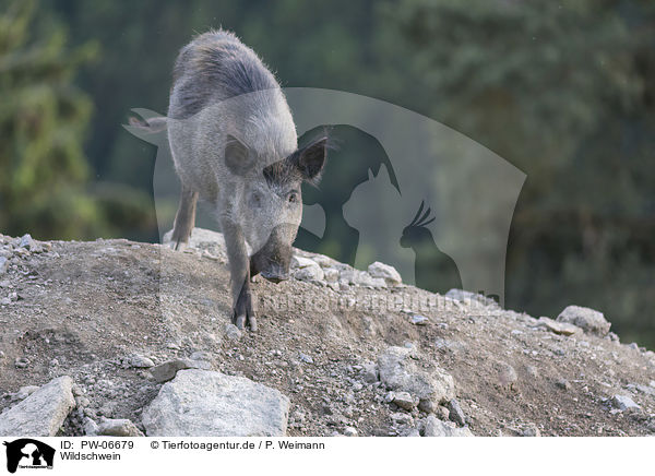 Wildschwein / wild boar / PW-06679