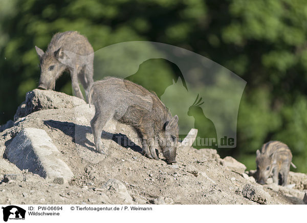 Wildschweine / wild boars / PW-06694