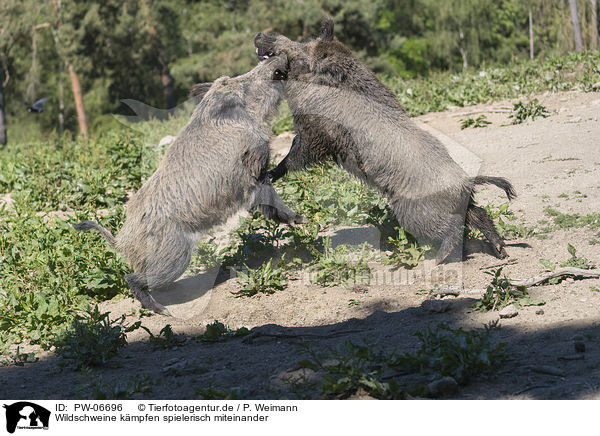 Wildschweine kmpfen spielerisch miteinander / Wild boars playfully fight each other / PW-06696