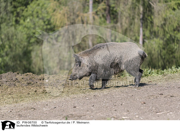 laufendes Wildschwein / walking wild boar / PW-06700