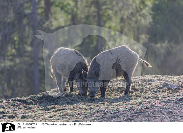 Wildschweine / wild boars / PW-06704