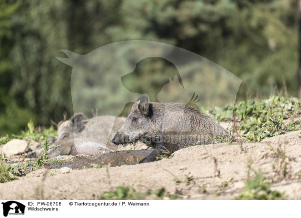 Wildschweine / wild boars / PW-06708