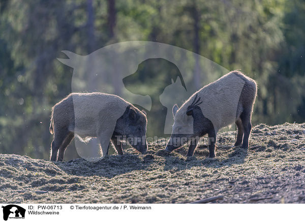 Wildschweine / wild boars / PW-06713