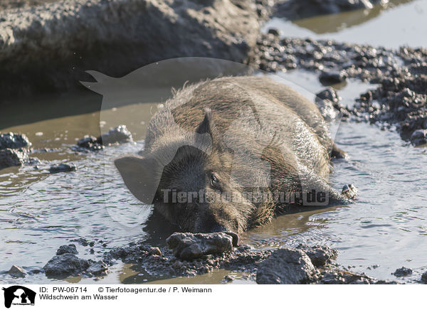 Wildschwein am Wasser / wild boar at the water / PW-06714