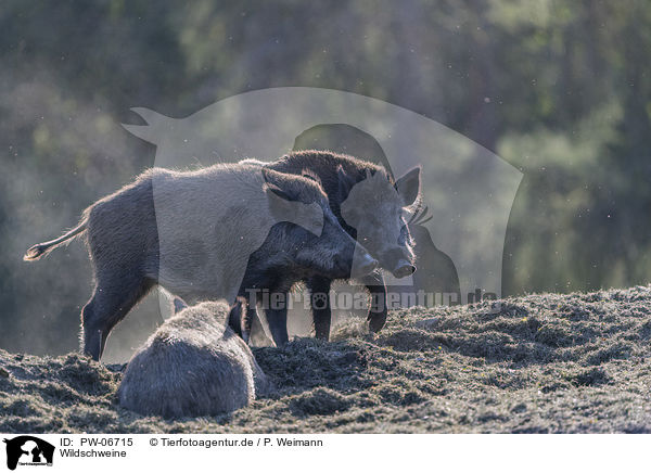 Wildschweine / wild boars / PW-06715