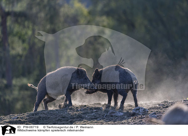 Wildschweine kmpfen spielerisch miteinander / Wild boars playfully fight each other / PW-06719
